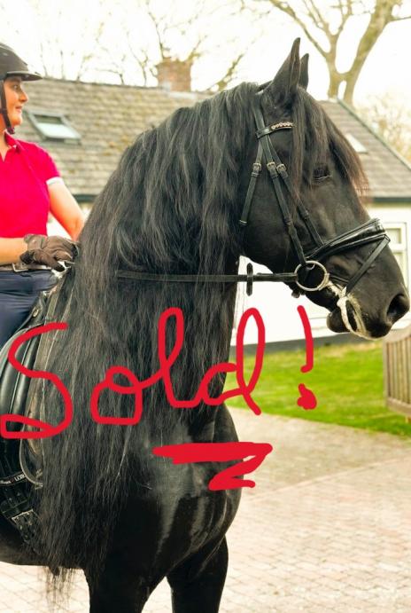 View Friesian horse purchasing details for Olle