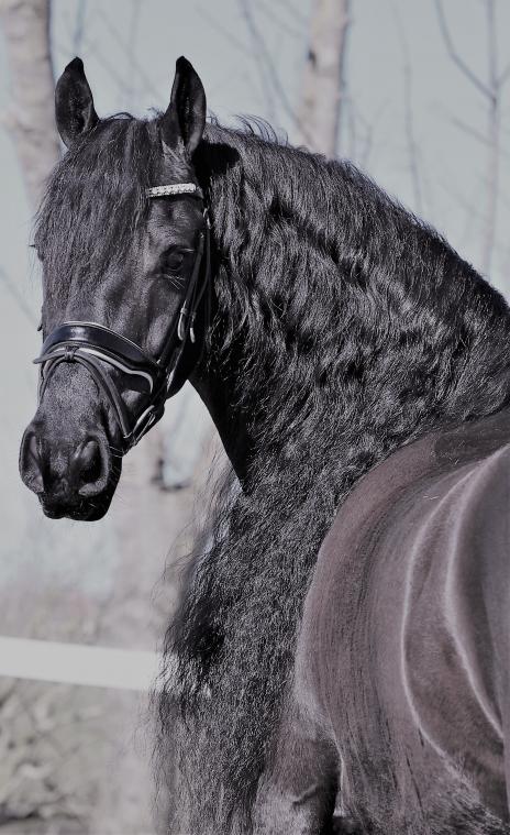 View Friesian horse purchasing details for Ace of Spades