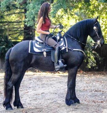 View Friesian horse purchasing details for FRISO BSF