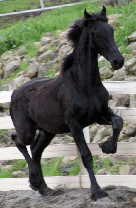 View Friesian horse purchasing details for GABRIEL BSF