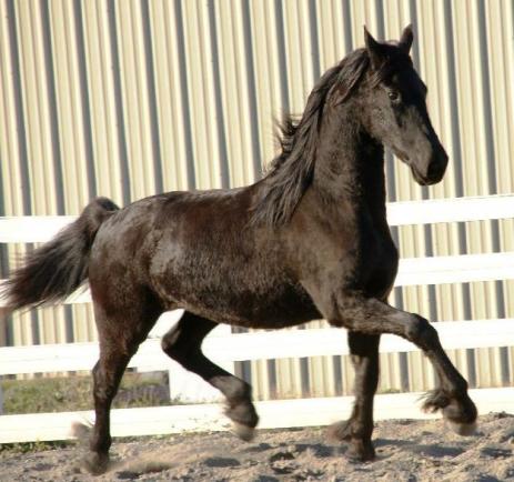 View Friesian horse purchasing details for GITTA