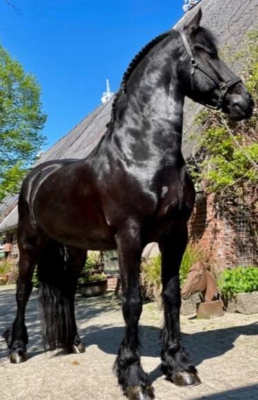 View Friesian horse purchasing details for GILLES