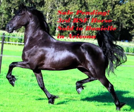 View Friesian horse purchasing details for MARCELLA