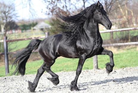 View Friesian horse purchasing details for Giovanni SPORT