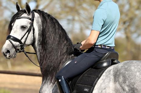 View Friesian horse purchasing details for CORSAIRE