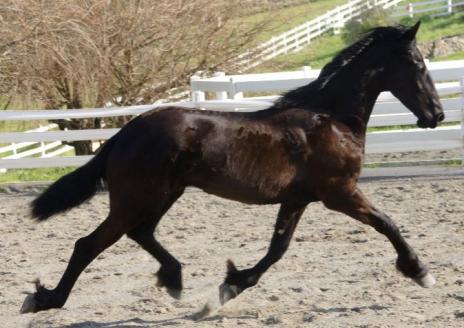 View Friesian horse purchasing details for Haije