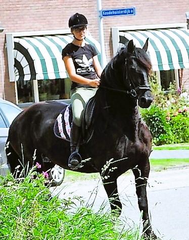 View Friesian horse purchasing details for HAILEY