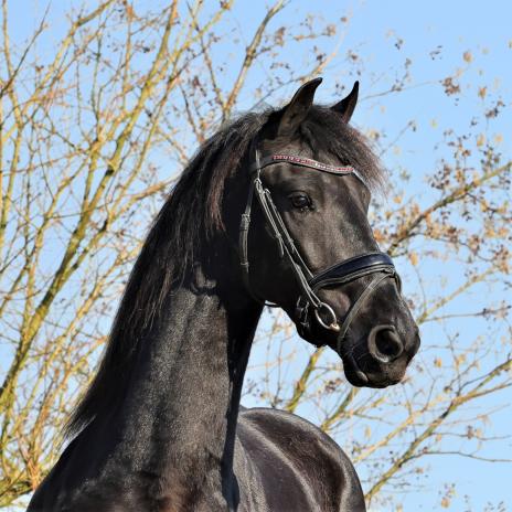 View Friesian horse purchasing details for HERMIONE