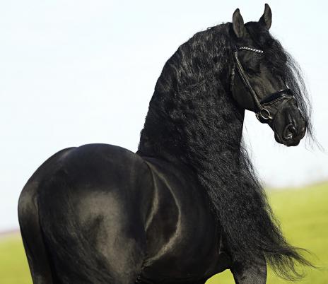 View Friesian horse purchasing details for HARLEY