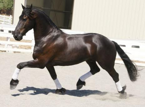 View Friesian horse purchasing details for Hedzer SPORT