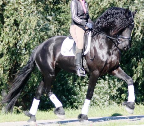 View Friesian horse purchasing details for HERMES BSF