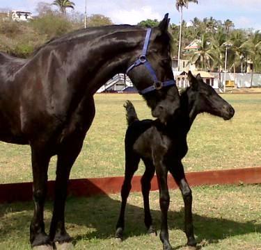 View Friesian horse purchasing details for Hermione MODEL