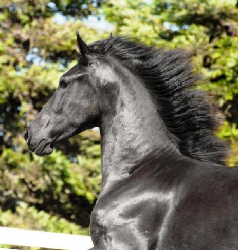 View Friesian horse purchasing details for Hiltsje W.