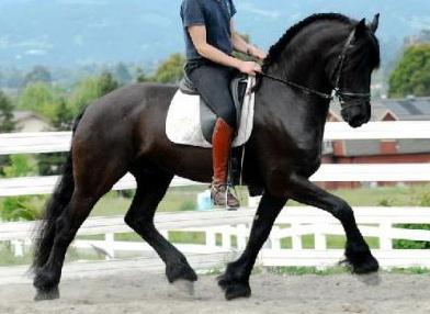 View Friesian horse purchasing details for Hilo