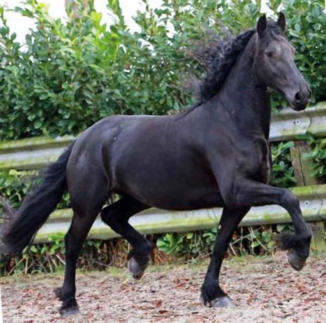 View Friesian horse purchasing details for Hiva von Laar STER