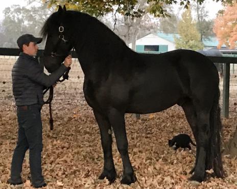 View Friesian horse purchasing details for VERSACE BSF