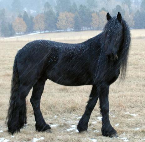 View Friesian horse purchasing details for Hugo