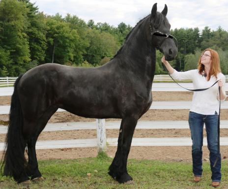 View Friesian horse purchasing details for PIER BSF