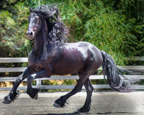 View Friesian horse purchasing details for IMPULS