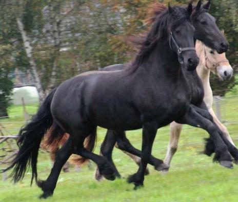 View Friesian horse purchasing details for INGMAR