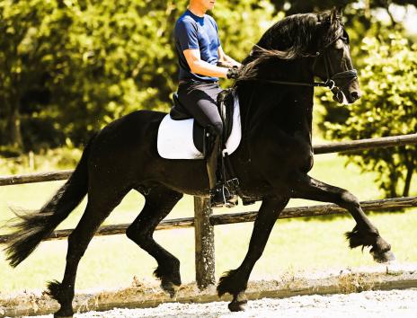 View Friesian horse purchasing details for JARO SPORT