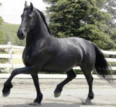 View Friesian horse purchasing details for JADORE