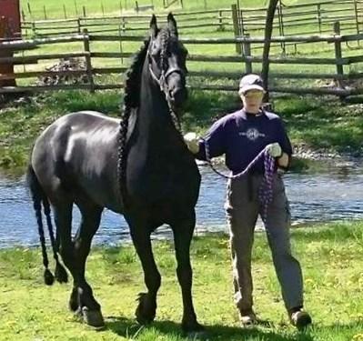 View Friesian horse purchasing details for James STER & SPORT