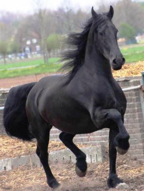 View Friesian horse purchasing details for Jayley STER