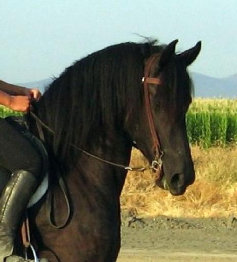 View Friesian horse purchasing details for Jelke W.