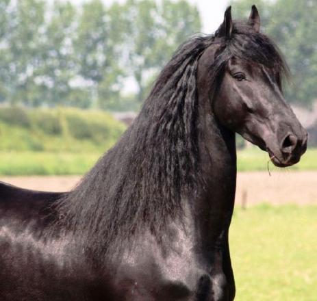 View Friesian horse purchasing details for Jello