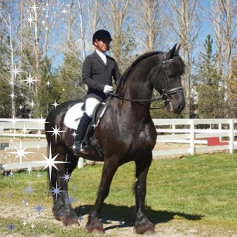 View Friesian horse purchasing details for JELTE STER