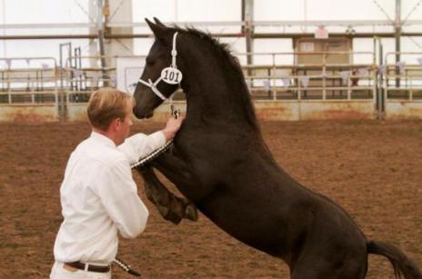 View Friesian horse purchasing details for JENTE