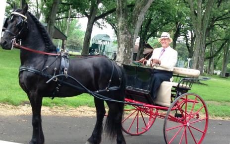 View Friesian horse purchasing details for Merlin BSF