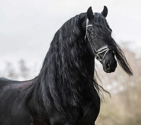 View Friesian horse purchasing details for JESSE SPORT