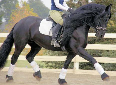 View Friesian horse purchasing details for Jilly