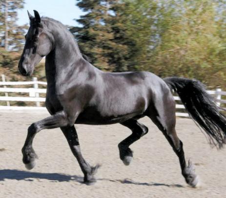 View Friesian horse purchasing details for Jitze STER & SPORT