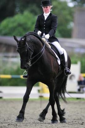 View Friesian horse purchasing details for Jort SPORT