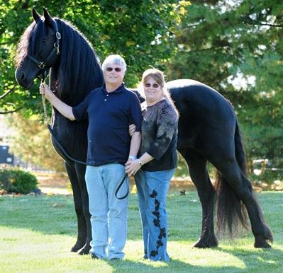 View Friesian horse purchasing details for JOUKE STER & SPORT