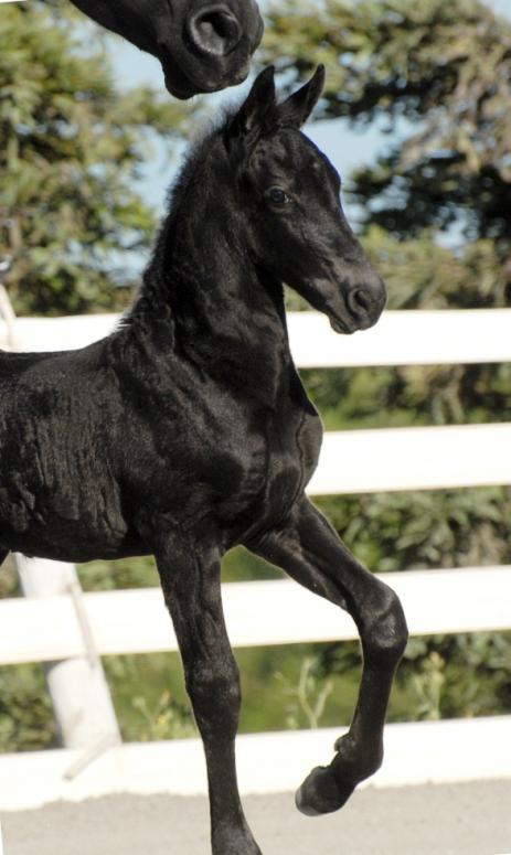 View Friesian horse purchasing details for JUBILEE BSF