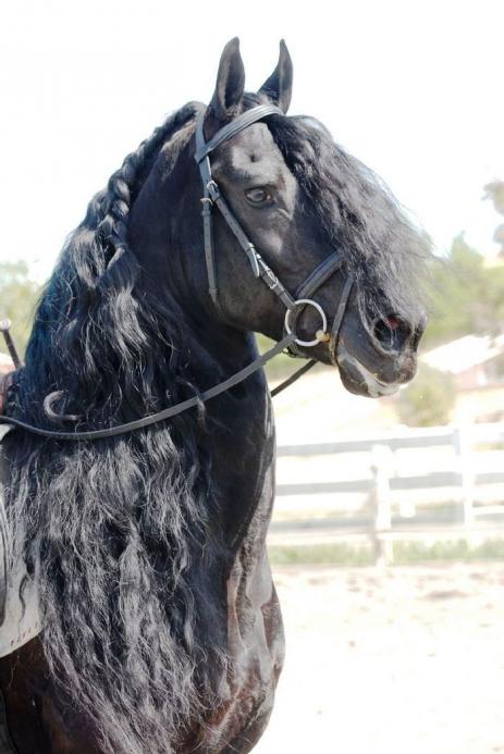 View Friesian horse purchasing details for Just in Time 