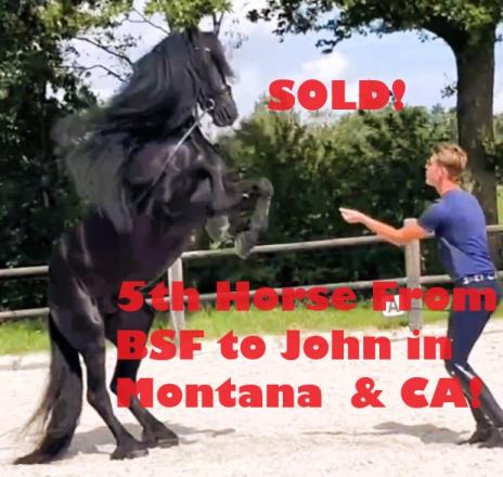 View Friesian horse purchasing details for KAS