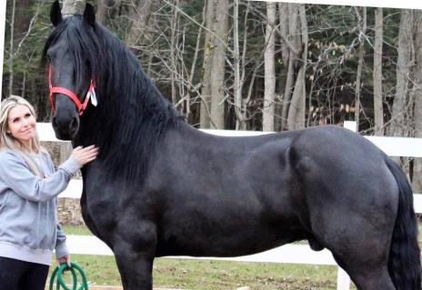 View Friesian horse purchasing details for TALBOT