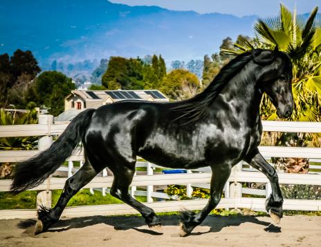 View Friesian horse purchasing details for Klaske Lianne