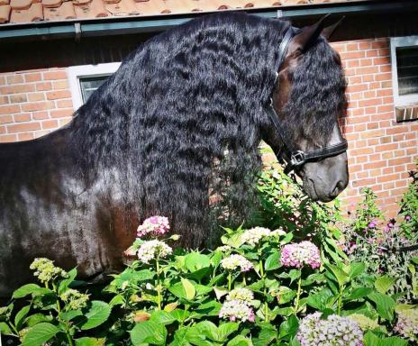 View Friesian horse purchasing details for LAMBORGHINI