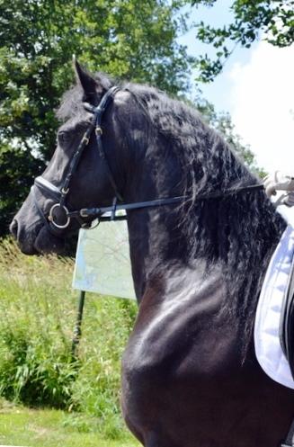 View Friesian horse purchasing details for Lea