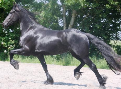 View Friesian horse purchasing details for Lieke K