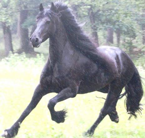 View Friesian horse purchasing details for LYDIA BSF