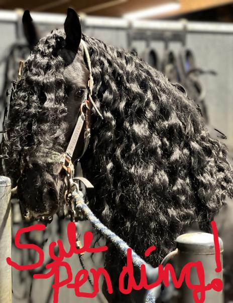 View Friesian horse purchasing details for MACHO MAN