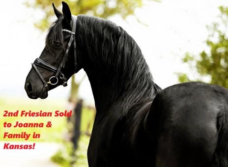 View Friesian horse purchasing details for MARINA