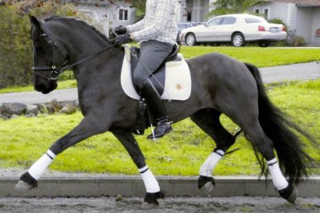 View Friesian horse purchasing details for Magnifiek STER